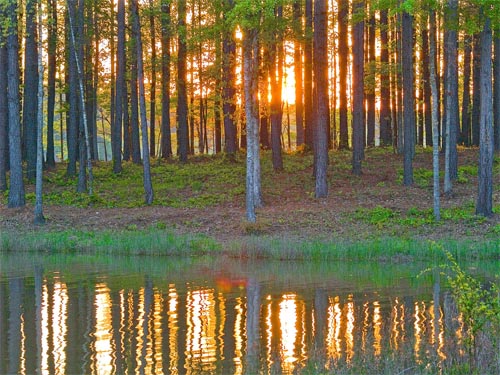 sunset over a georgia forest